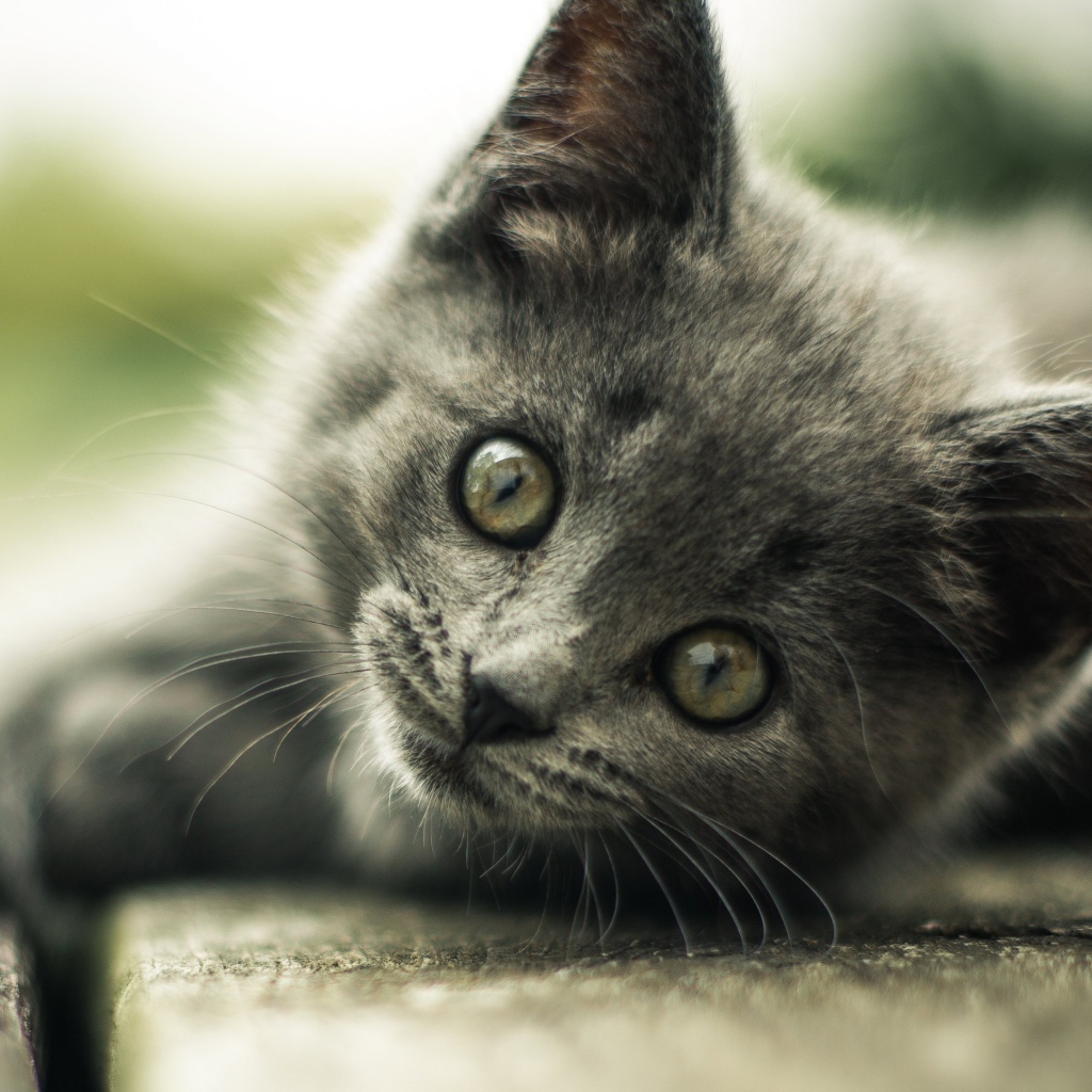 Взгляд маленького серого котенка 