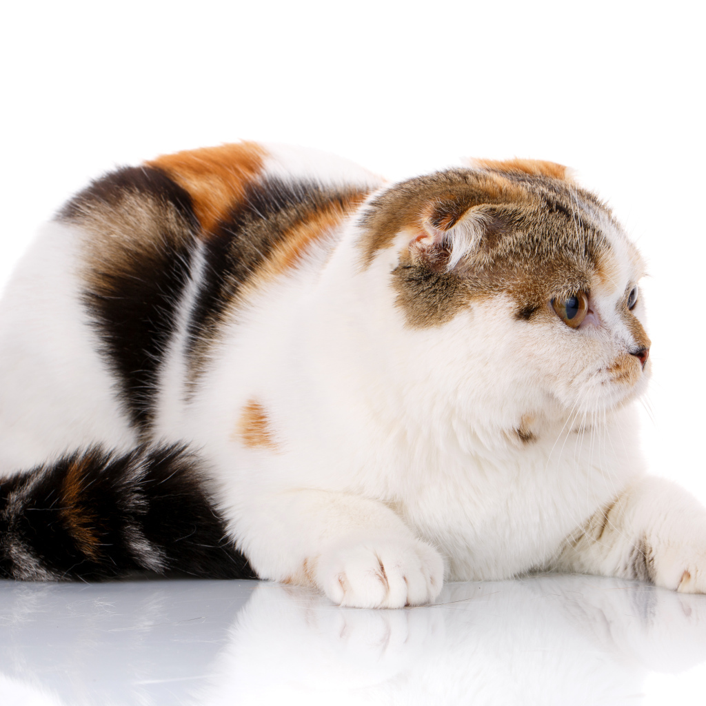 Трехцветная кошка породы Скоттиш-фолд на белом фоне