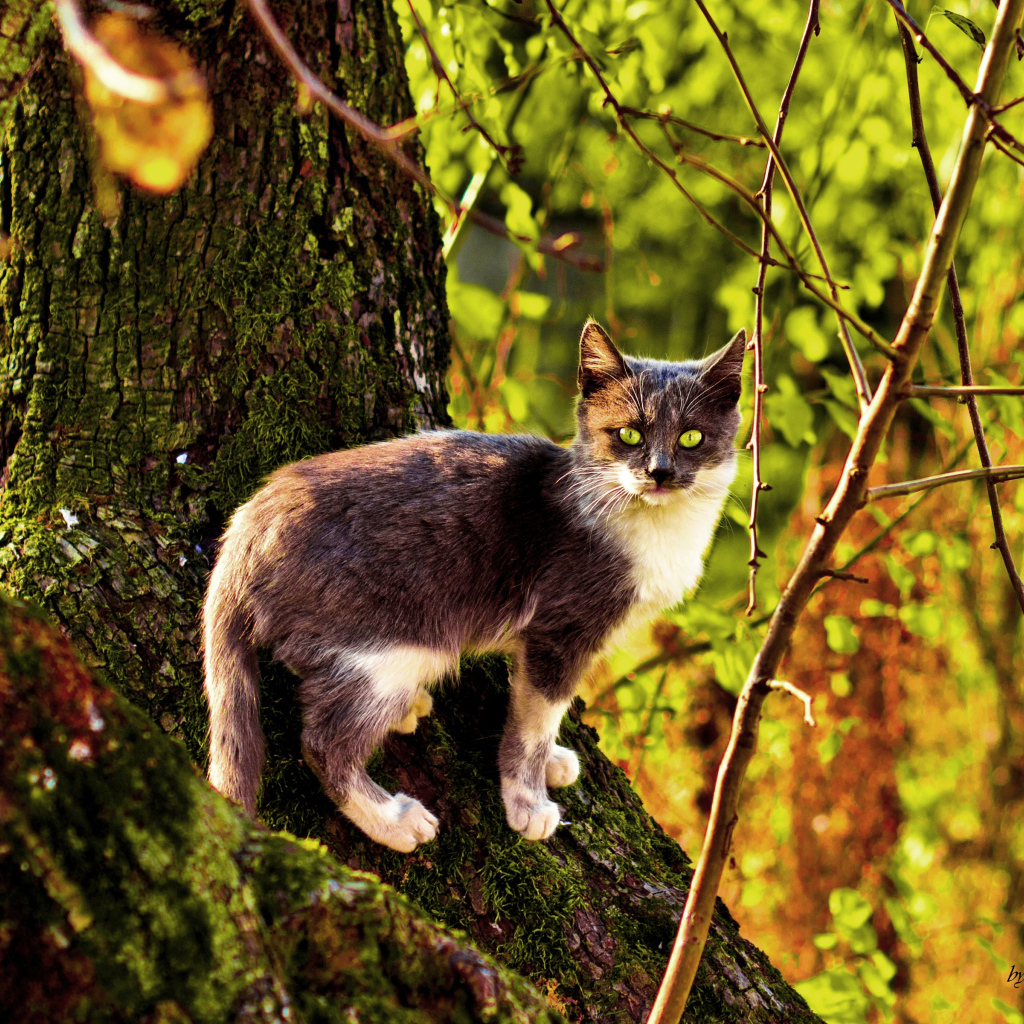 Трехцветная кошка на дереве осенью