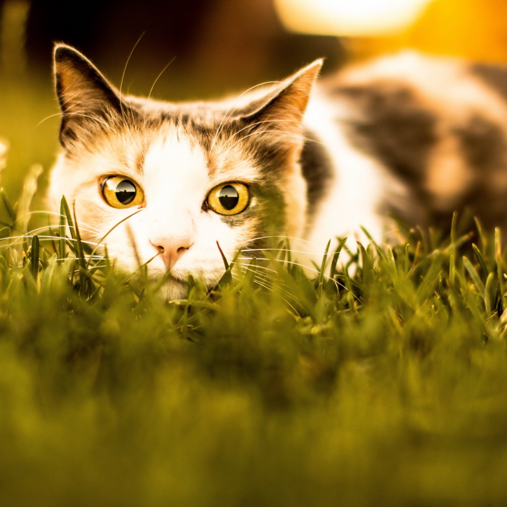 Трехцветная кошка в засаде в траве 