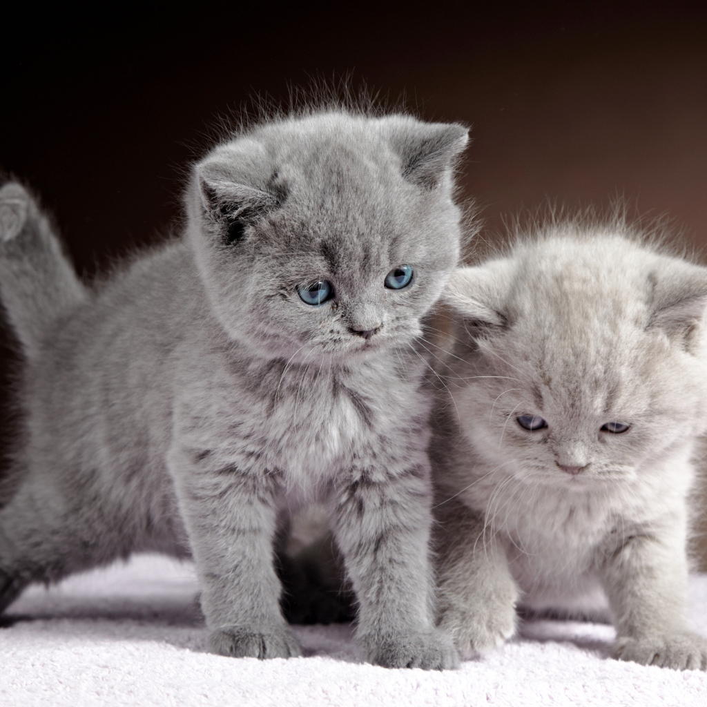 Два милых котенка британца