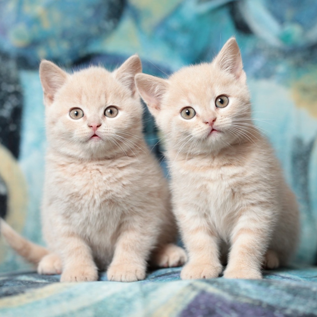 Два милых маленьких рыжих котенка 