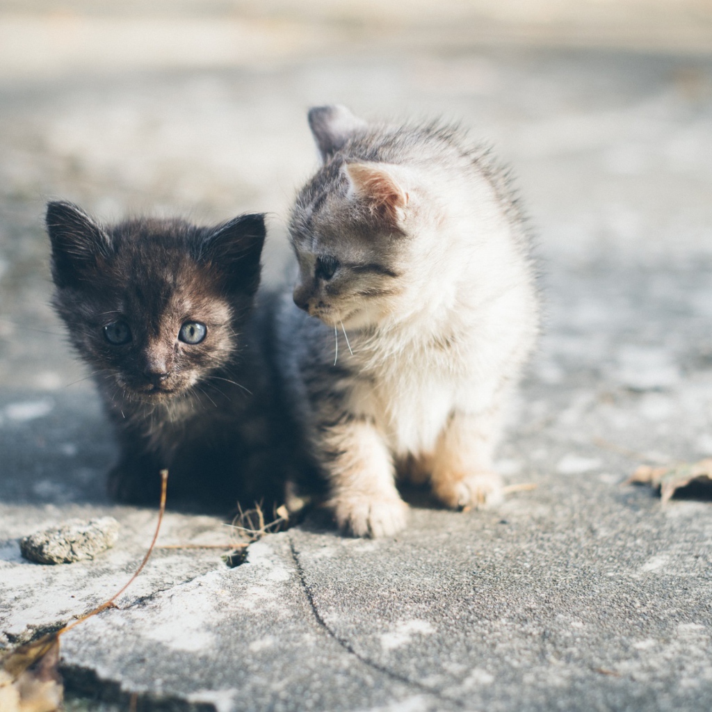 Два маленьких милых котенка сидят на дороге