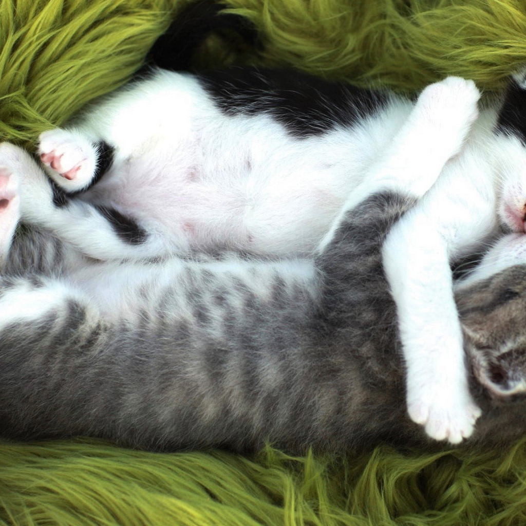 Два маленьких забавных котенка спят обнявшись