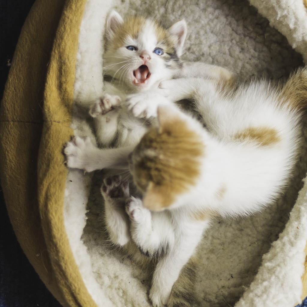 Два маленьких забавных котенка 