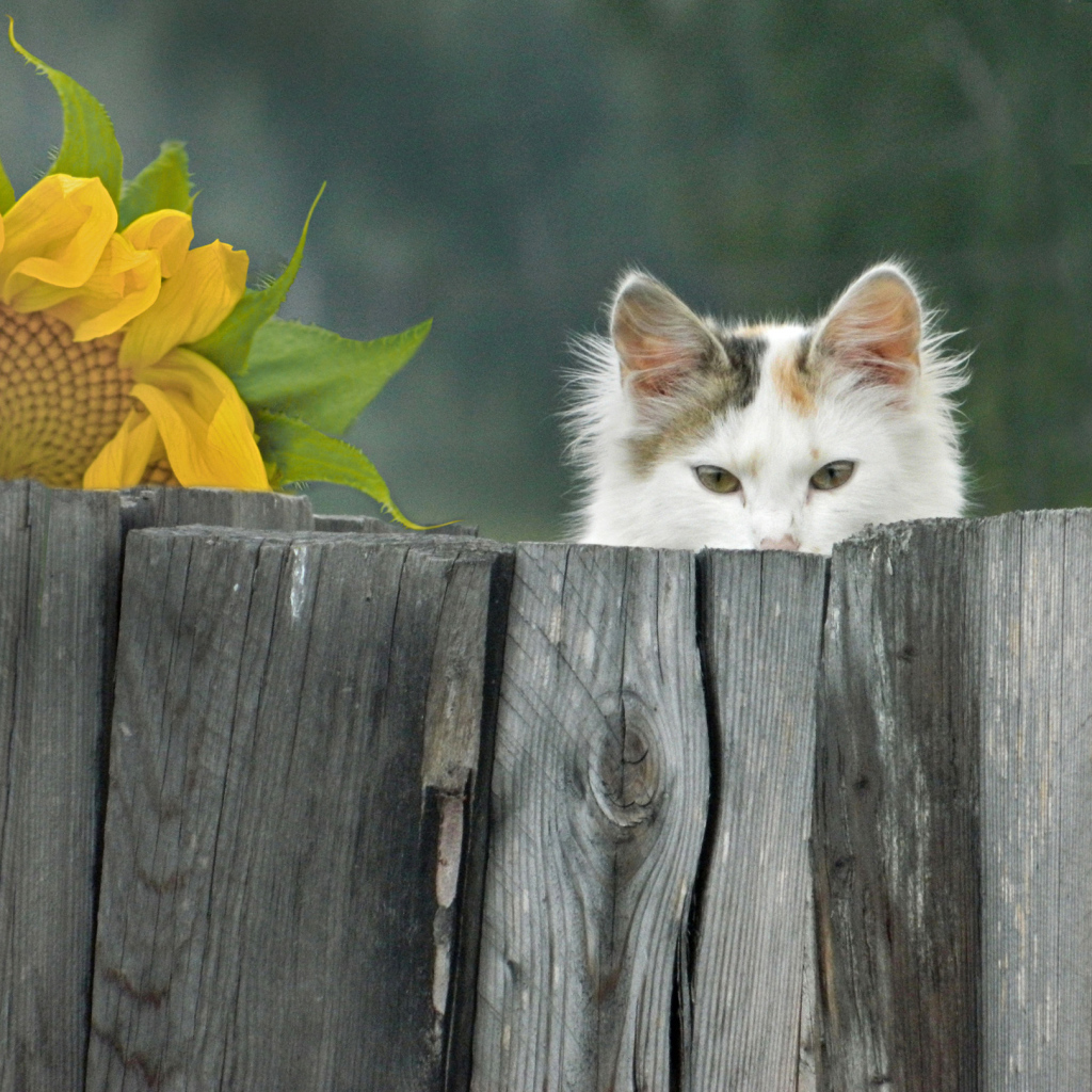 Белый кот выглядывает из-за забора