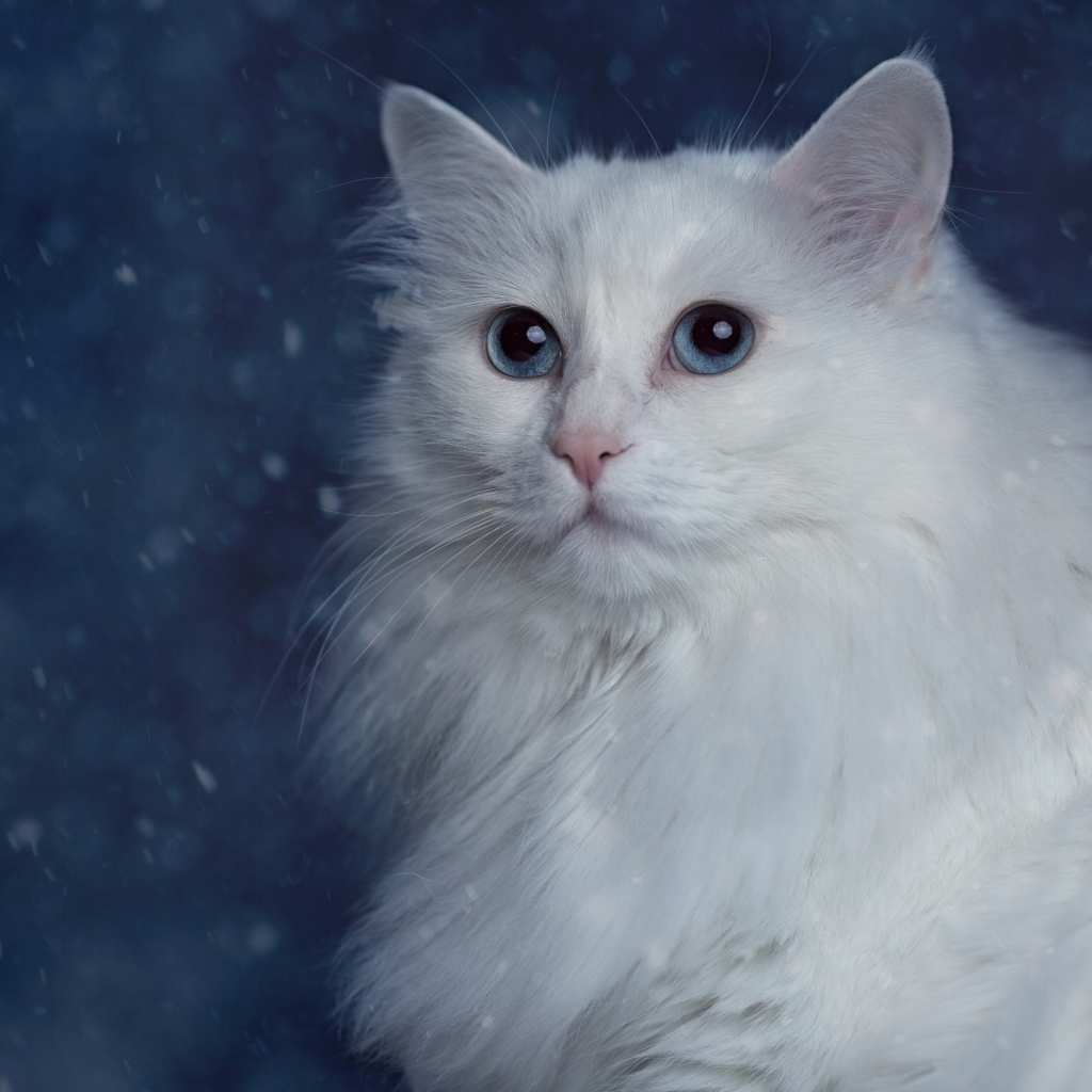 Белый пушистый красивый кот с голубыми глазами
