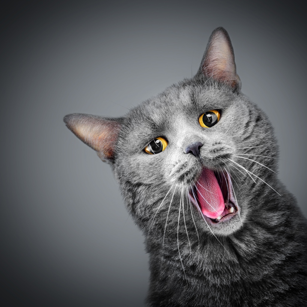 Зевающий серый кот с желтыми глазами