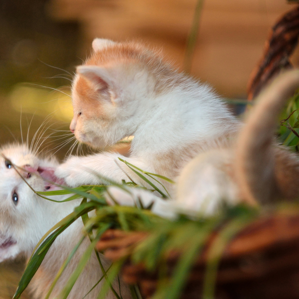 Два маленьких котенка играют 