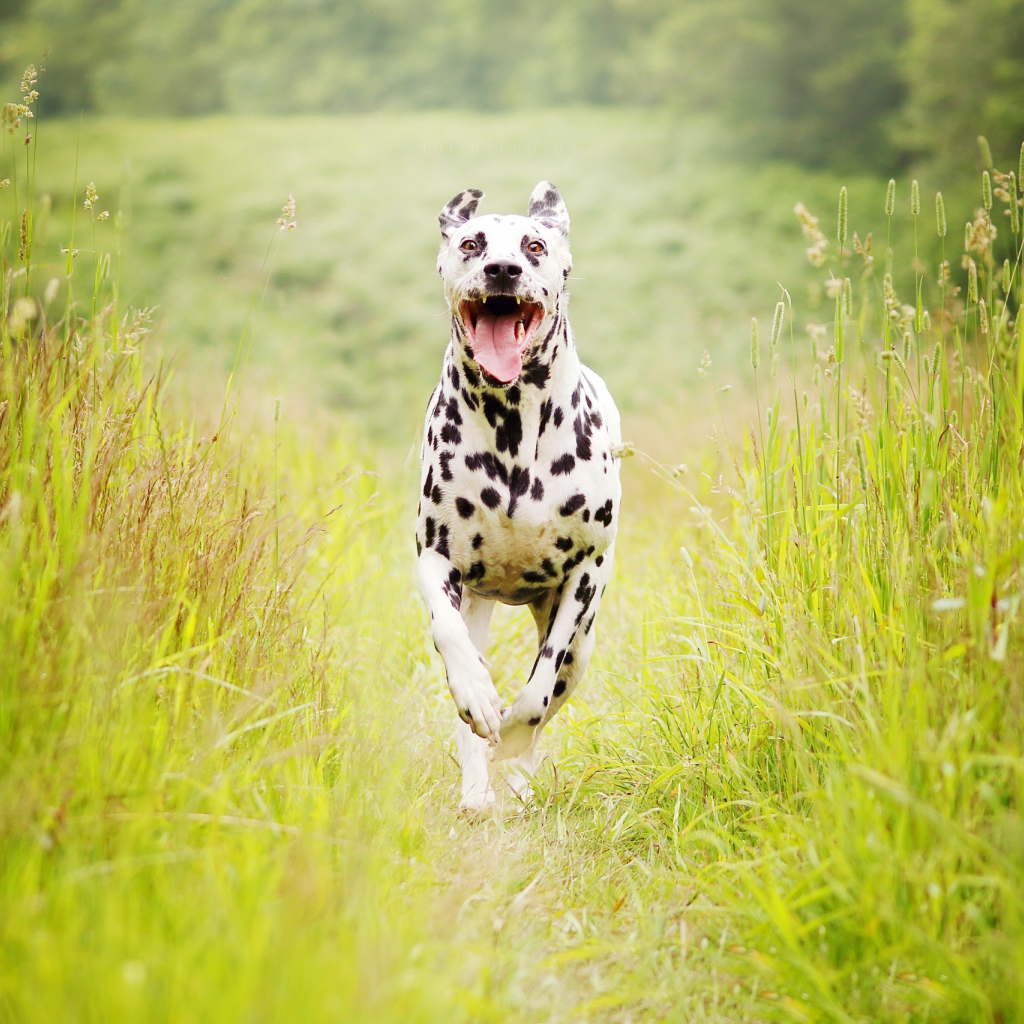 Собака породы далматин бежит по зеленой траве 