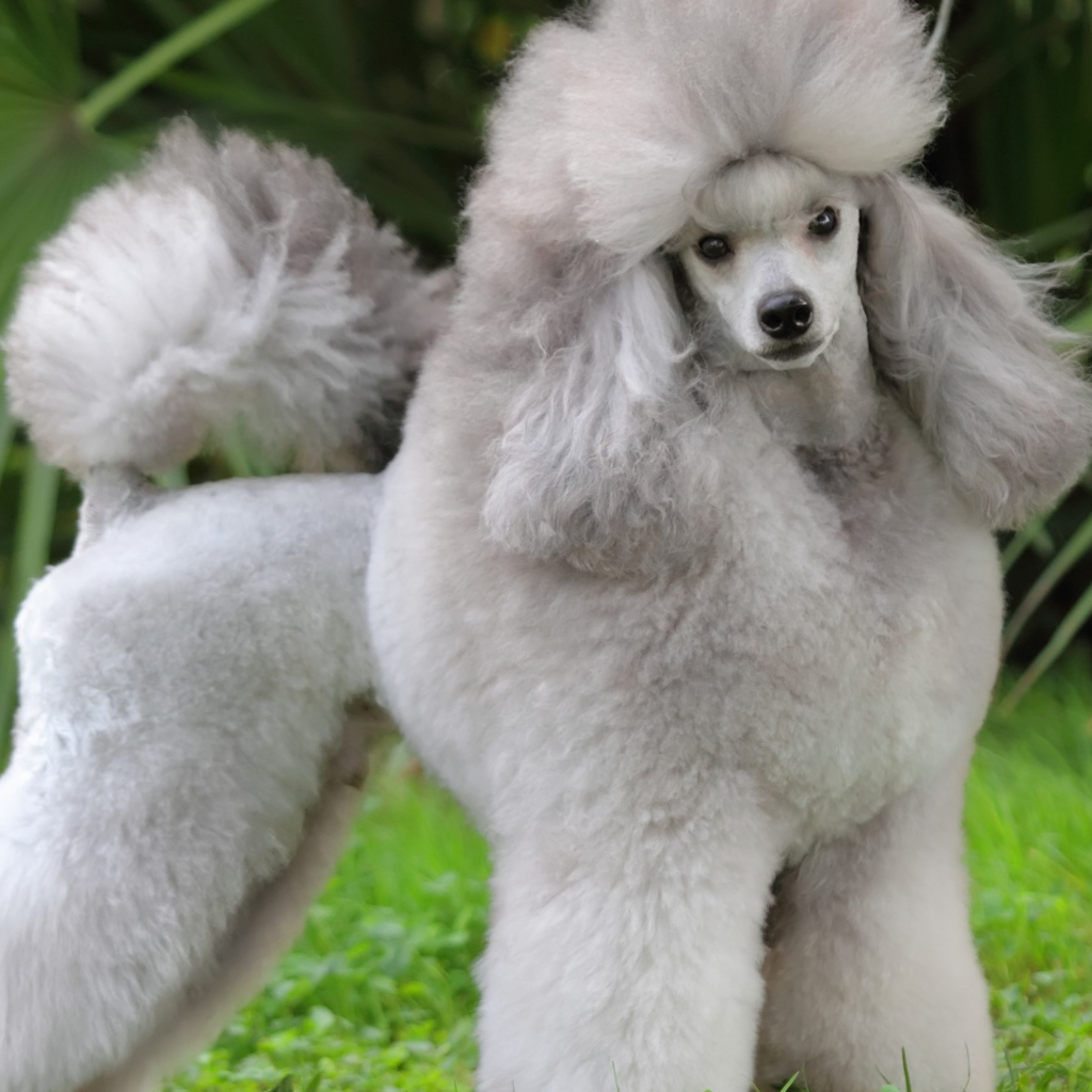 Красивый пушистый серый пудель позирует