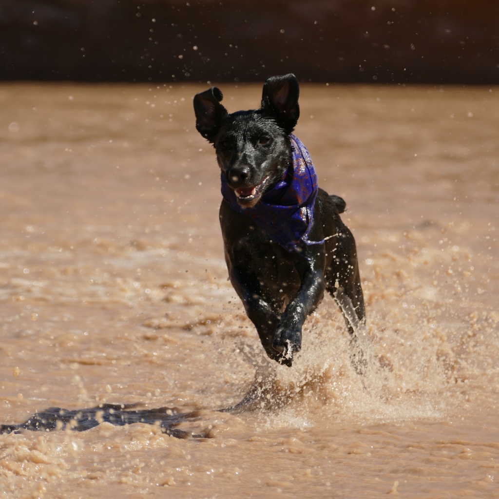 Черная собака с платком на шее бежит по воде