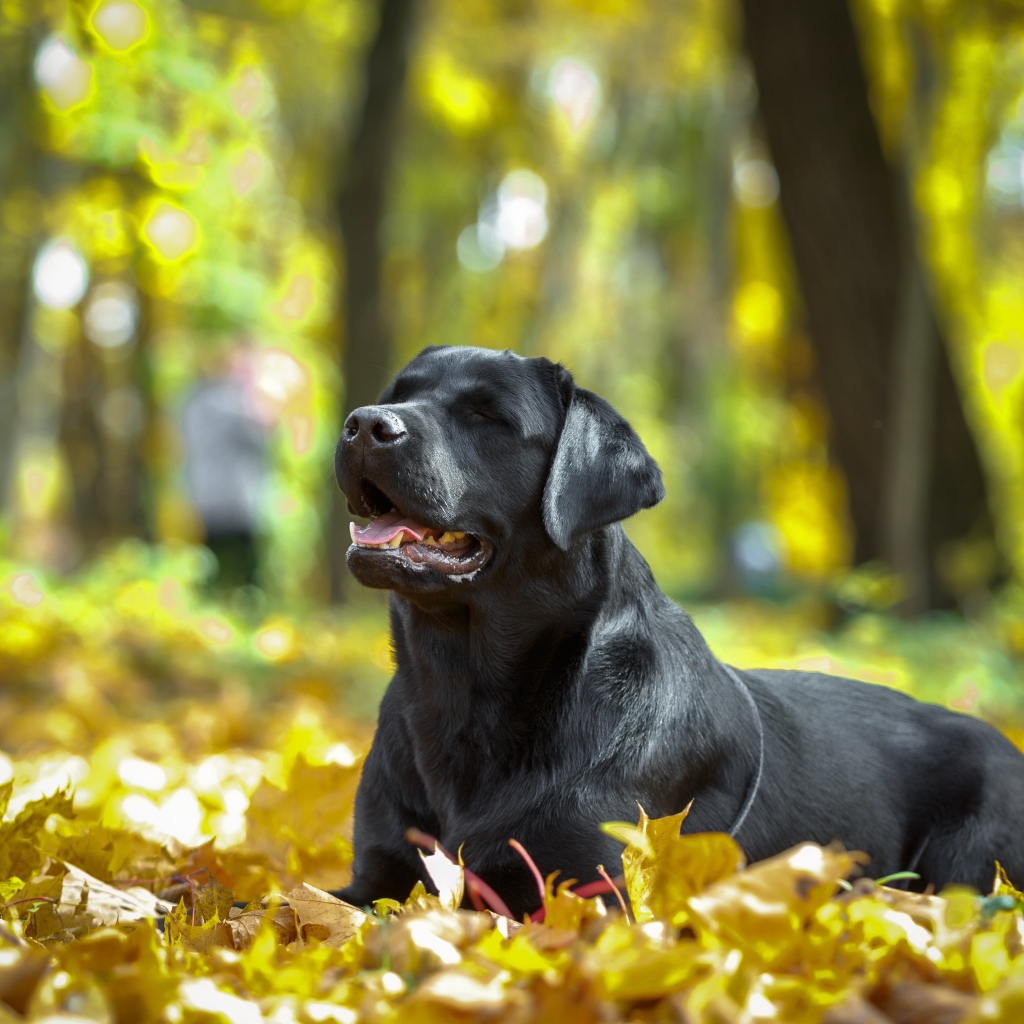 Черный лабрадор отдыхает на опавшей желтой листве