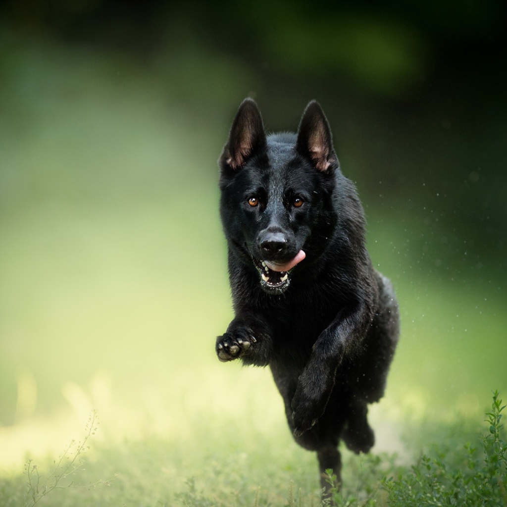 Черная овчарка бежит по траве с высунутым язык