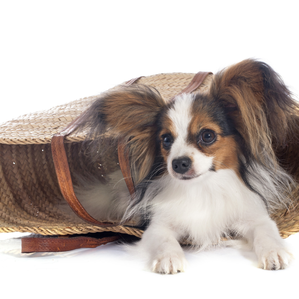 Собака чихуахуа лежит в соломенной корзинке на белом фоне