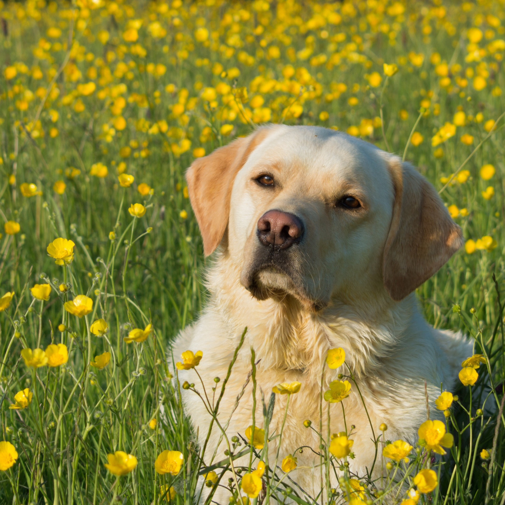 Собака породы золотистый ретривер сидит в поле желтых лютиков