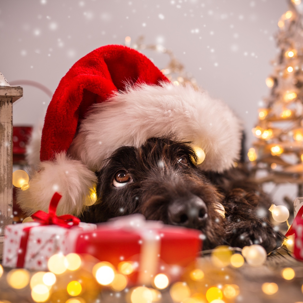 Собака в новогоднем костюме, символ Нового года 2018