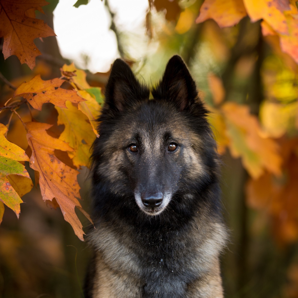 Собака в желтых осенних дубовых листьях