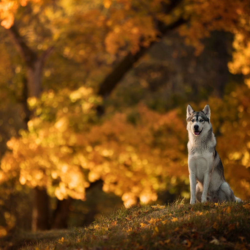Собака породы хаски сидит на поляне в осеннем парке