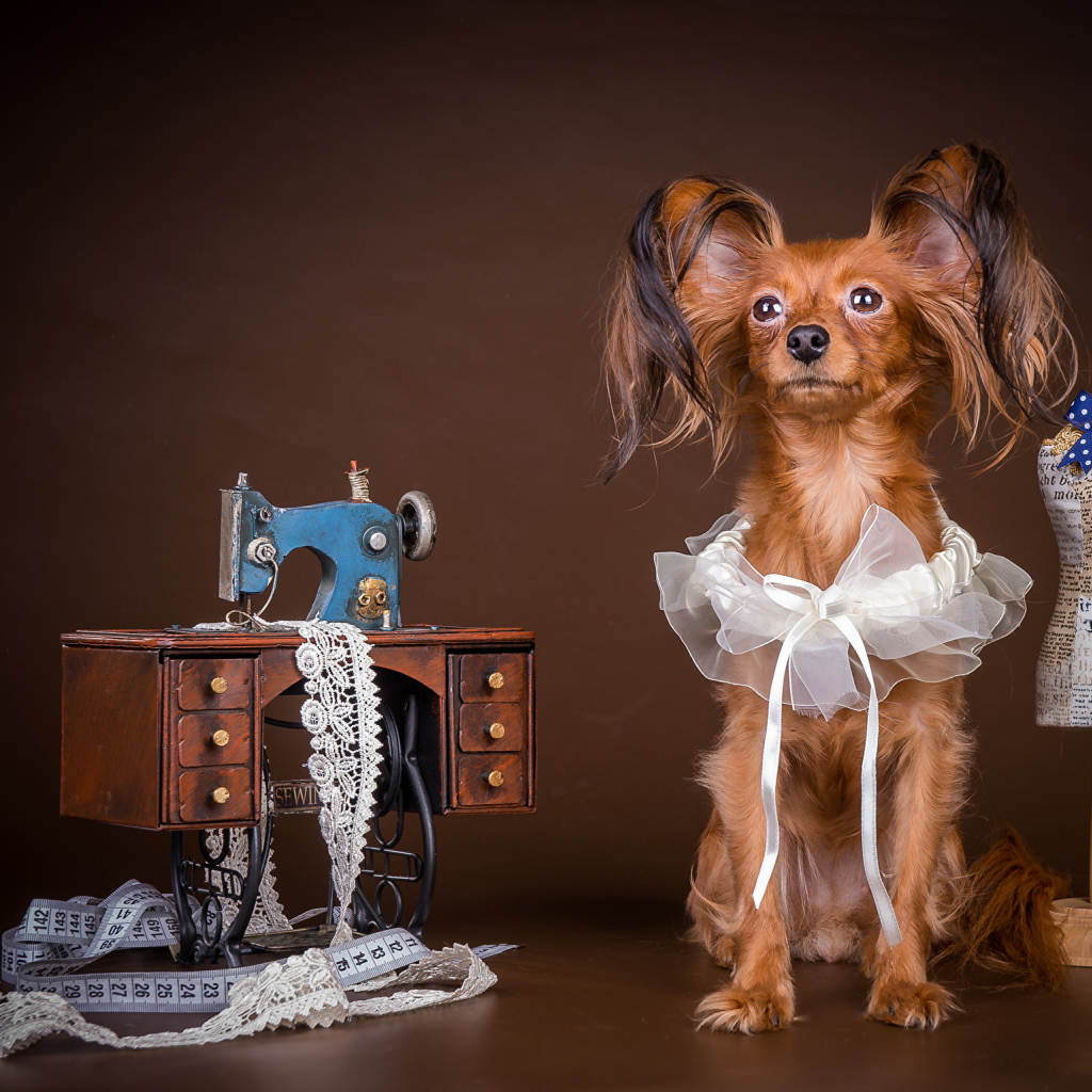 Собака породы русский той терьер позирует в наряде