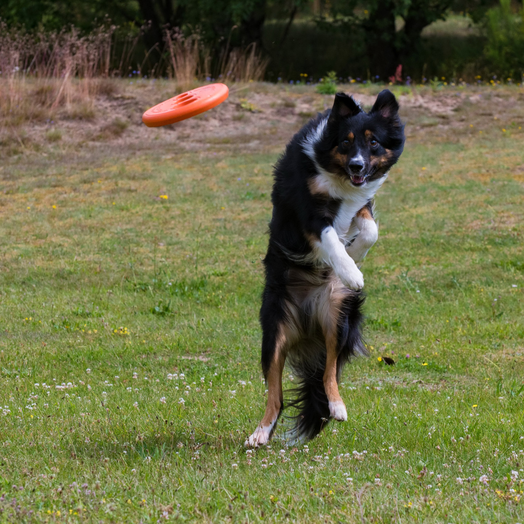 Собака породы Бордер-колли в прыжке