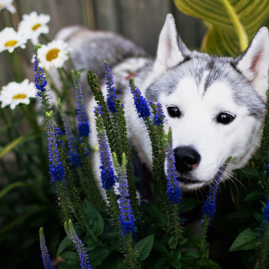Собака породы Хаски с голубых цветах 
