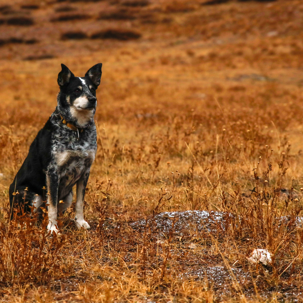 Собака с умной мордой сидит на сухой траве