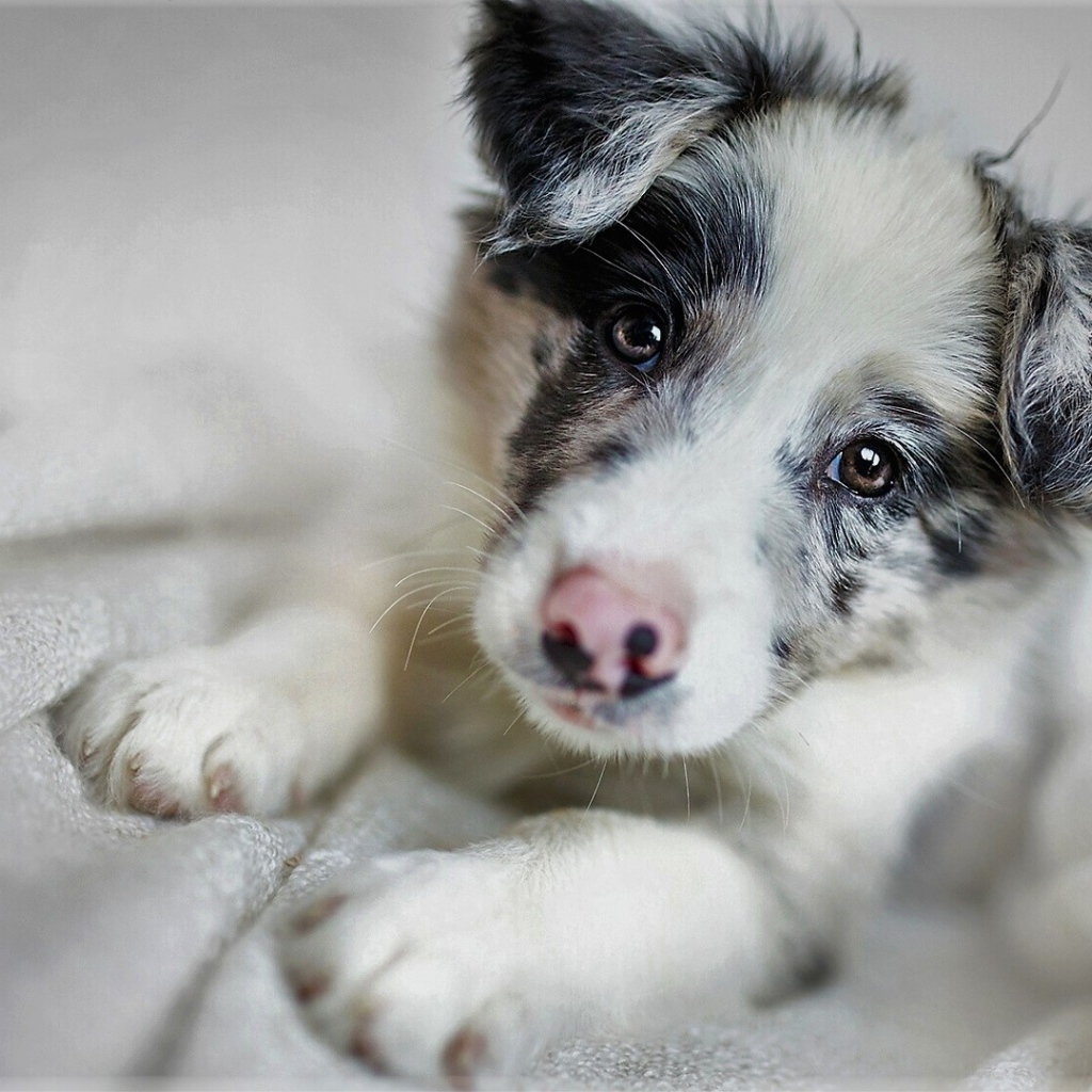 Забавная морда щенка бордер-колли