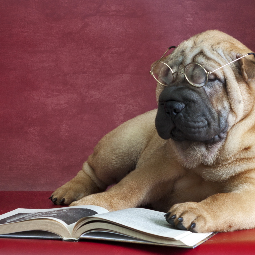 Большой пес породы шарпей в очках читает книгу