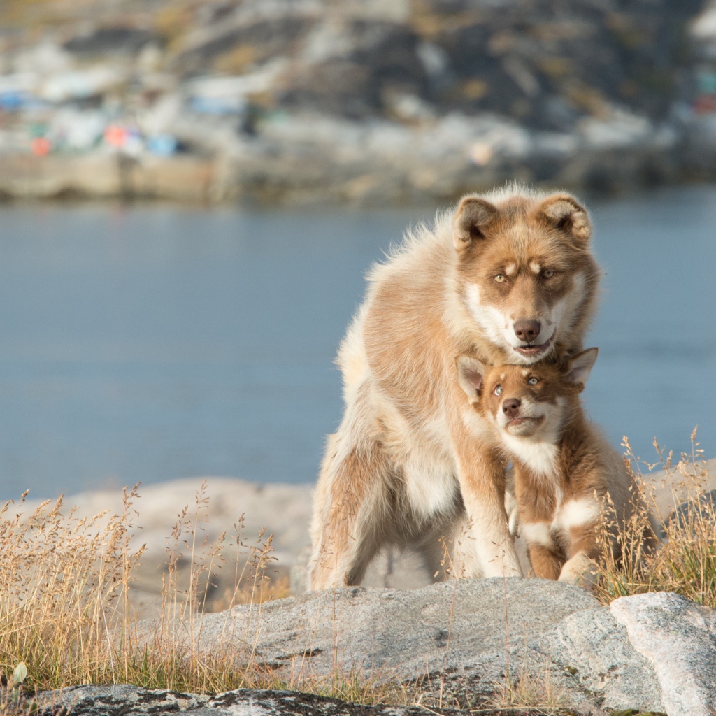 Большая собака со щенком сидят на камне