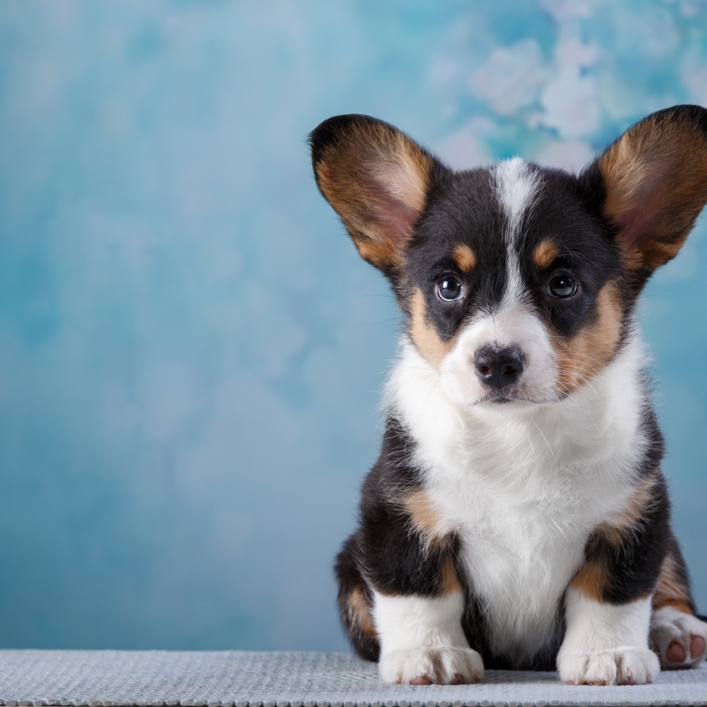 Маленький забавный щенок Вельш-корги на голубом фоне