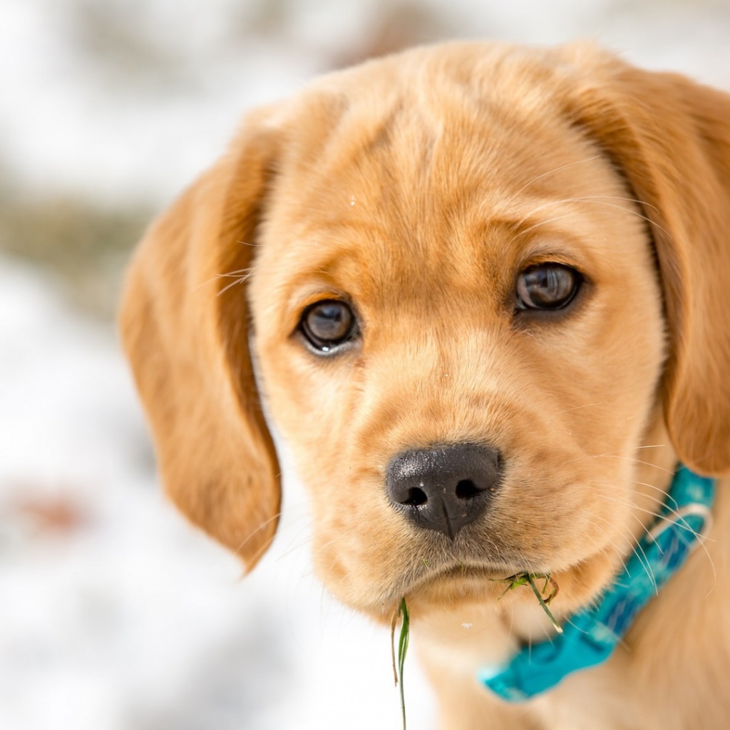 Маленький грустный щенок в голубом ошейнике