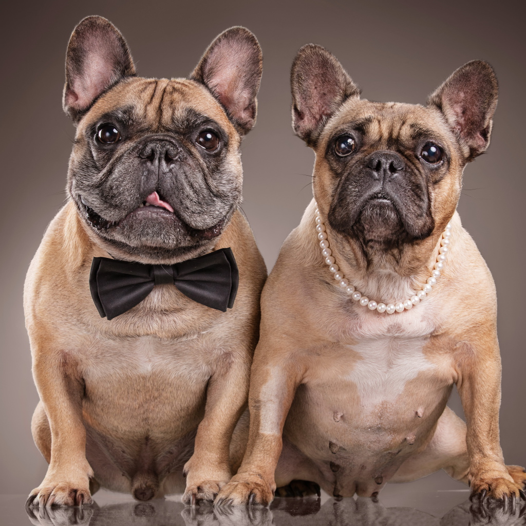 Пара больших бульдогов