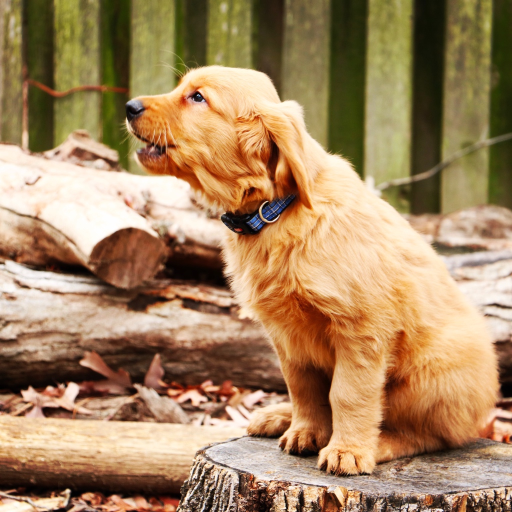 Щенок золотистого ретривера сидит на пне