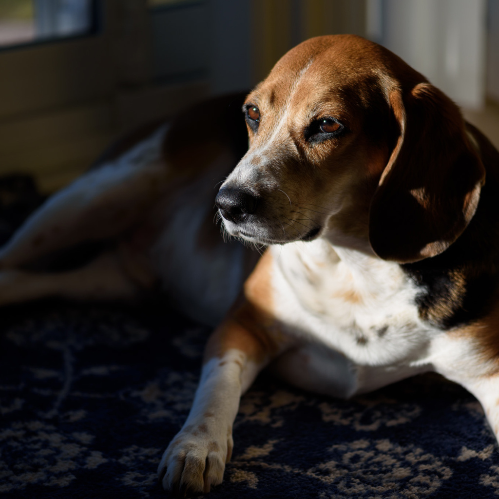 Грустный бигль лежит в лучах солнца