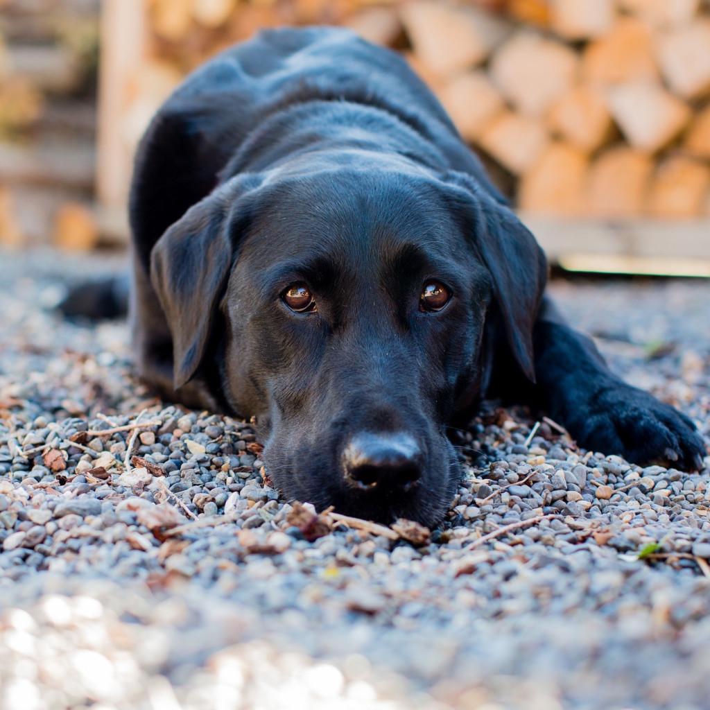 Грустный черный лабрадор лежит на мелких камнях