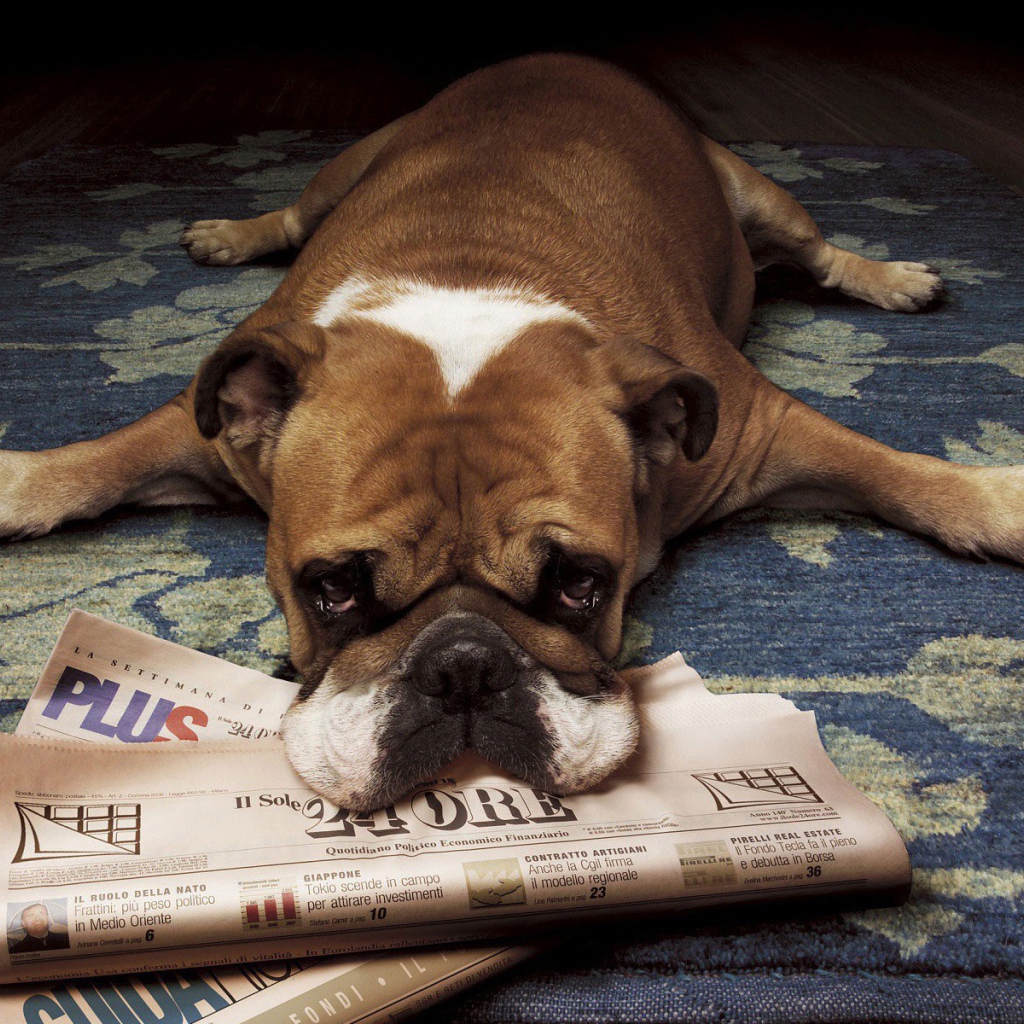Грустный бульдог лежит на газетах
