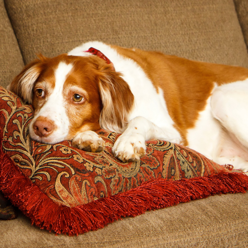 Грустная собака породы спаниель лежит на подушках 