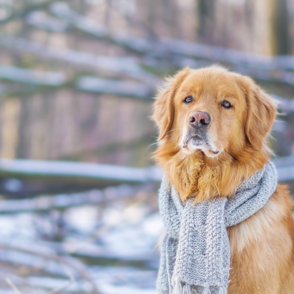 Грустный пес породы золотистый ретривер с голубым шарфом на шее