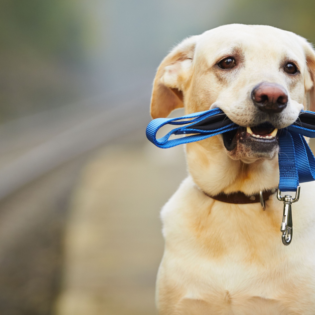 Грустный лабрадор сидит на дороге с синим поводком в зубах