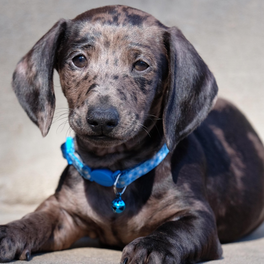 Грустный щенок таксы с голубым ошейником 