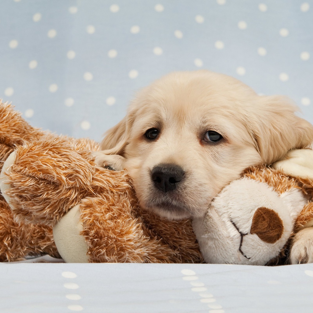 Грустный щенок золотистого ретривера лежит на мягкой игрушке