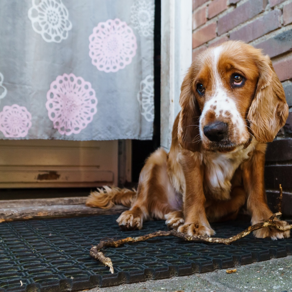 Грустный спаниель сидит у стены