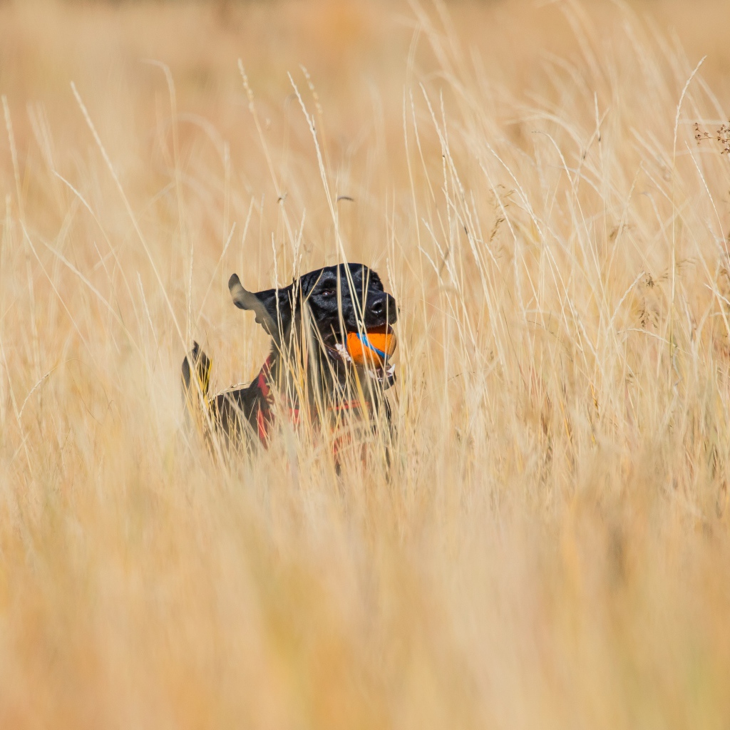A satisfied black labrador with a toy in his teeth runs along the grass
