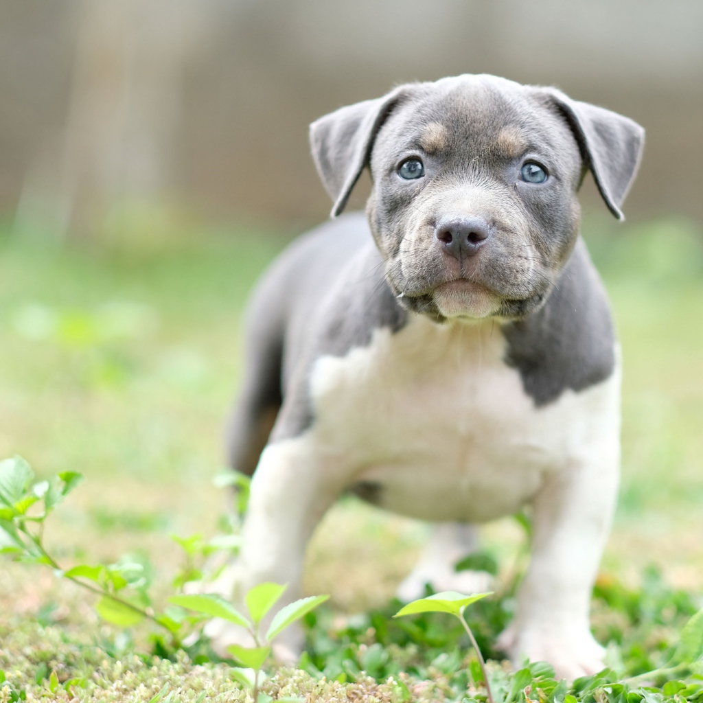 Маленький голубоглазый щенок английского стаффордширского  бультерьера
