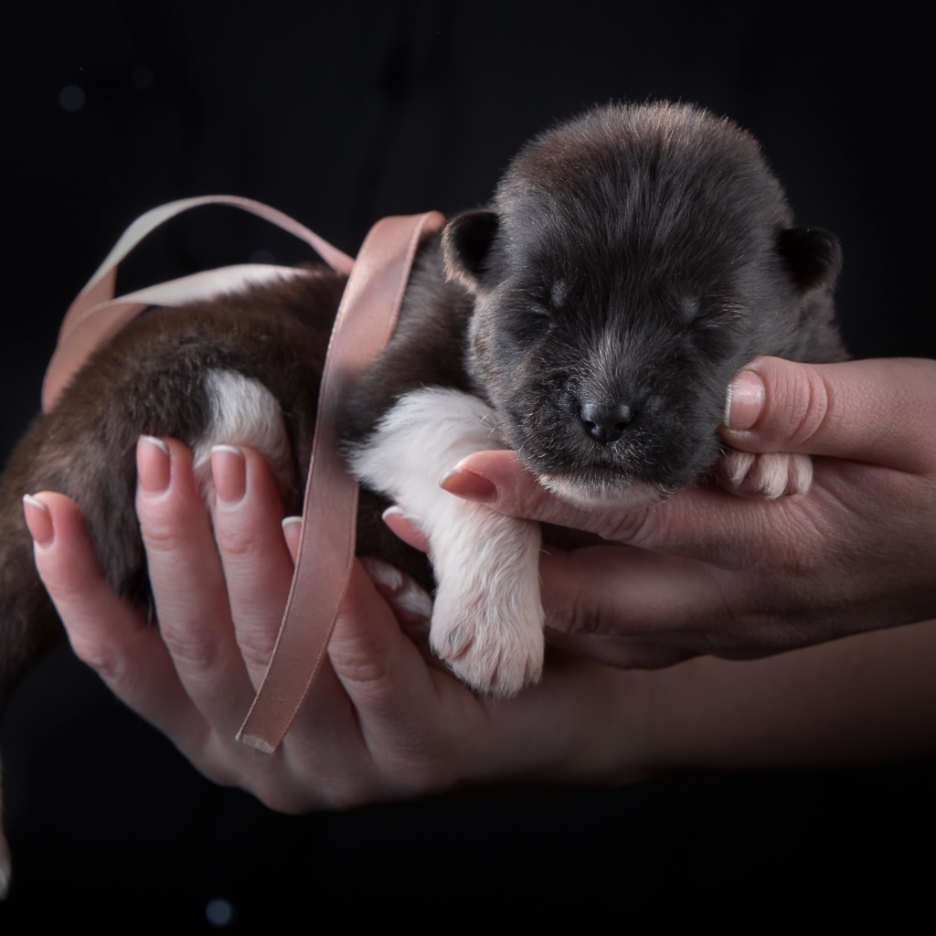Маленький милый новорожденный щенок породы Американская акита в ладонях