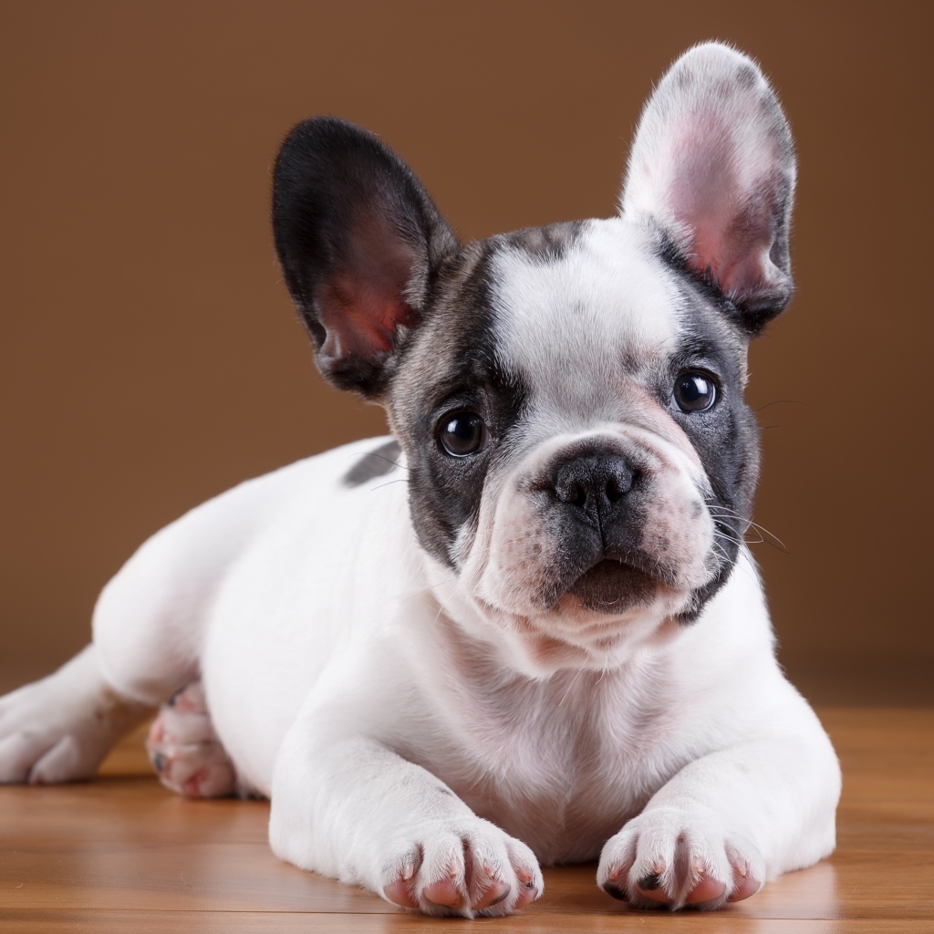 Маленький щенок французского бульдога лежит на полу