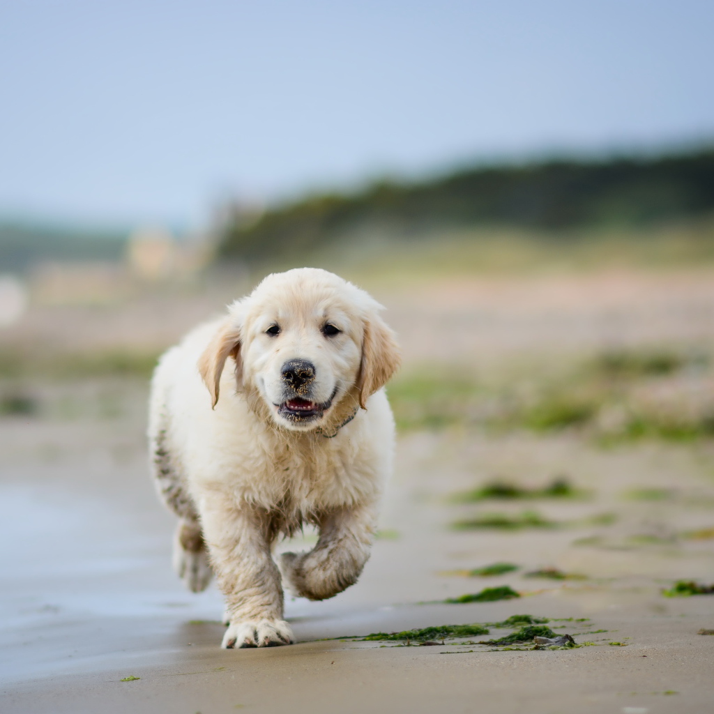 Маленький щенок золотистого ретривера бежит по мокрому песку