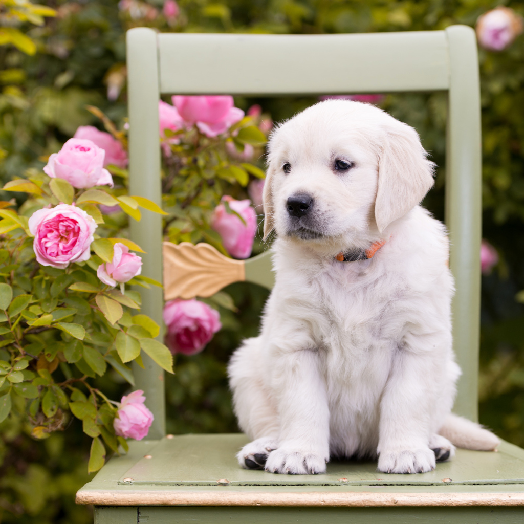 Маленький щенок золотистого ретривера сидит на стуле