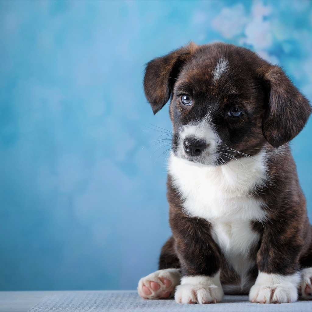 Маленький грустный щенок с голубыми глазами сидит на голубом фоне